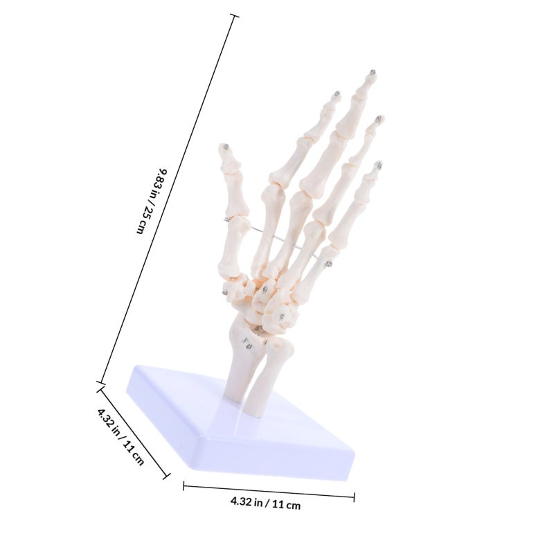 Human Hand Skeleton Model for Anatomy Realistic Joint Simulation Model for Teaching and Learning Hand Joint Model for Schools Hospitals Labs - Image 2