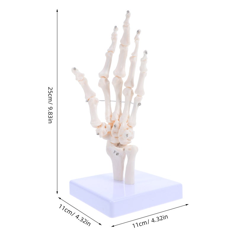 Human Hand Skeleton Model for Anatomy Realistic Joint Simulation Model for Teaching and Learning Hand Joint Model for Schools Hospitals Labs - Image 3