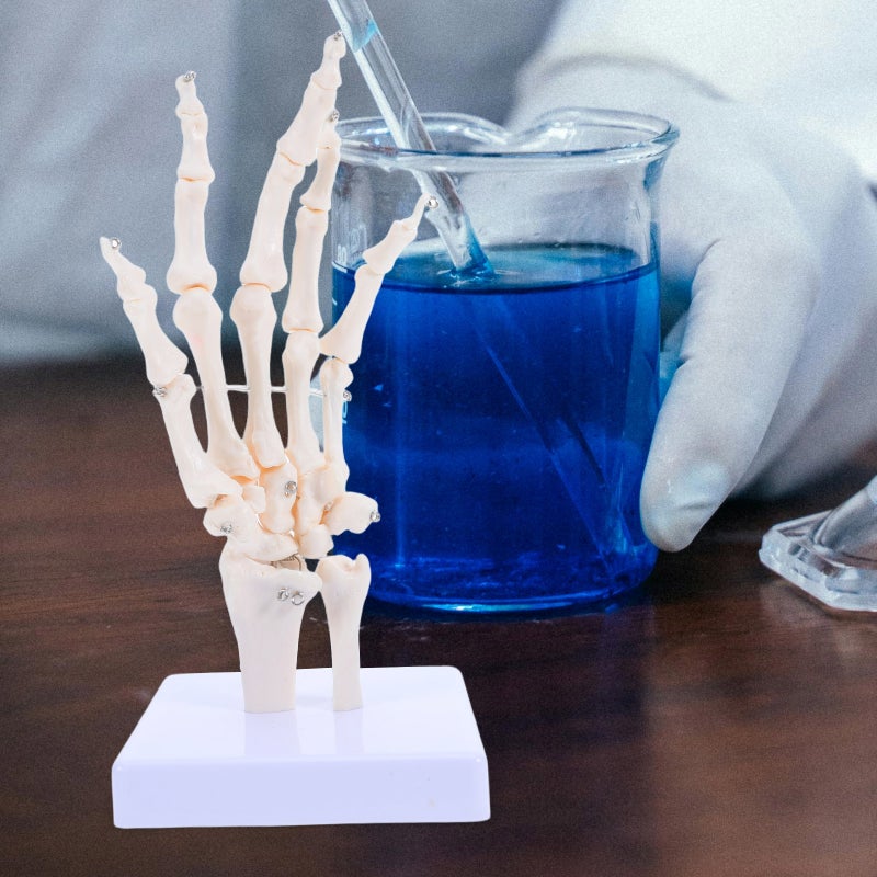 Human Hand Skeleton Model for Anatomy Realistic Joint Simulation Model for Teaching and Learning Hand Joint Model for Schools Hospitals Labs - Image 4