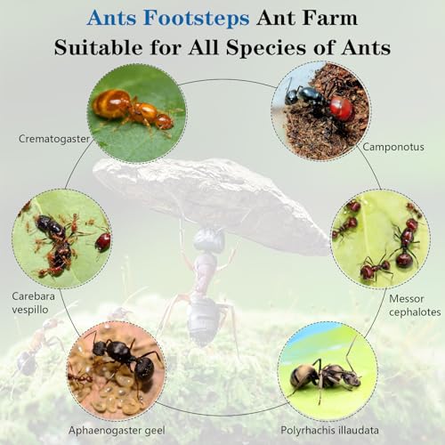 Ants Footsteps Ant Farm Nest Science DIY Terrarium Kit Care for Live Ants Ant Habitat with Water Tower Nurturing Room and Comprehensive Observation-Set 5 - Image 4