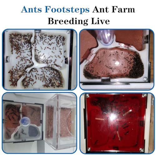 Ants Footsteps Ant Farm Nest Science DIY Terrarium Kit Care for Live Ants Ant Habitat with Water Tower Nurturing Room and Comprehensive Observation-Set 5 - Image 5