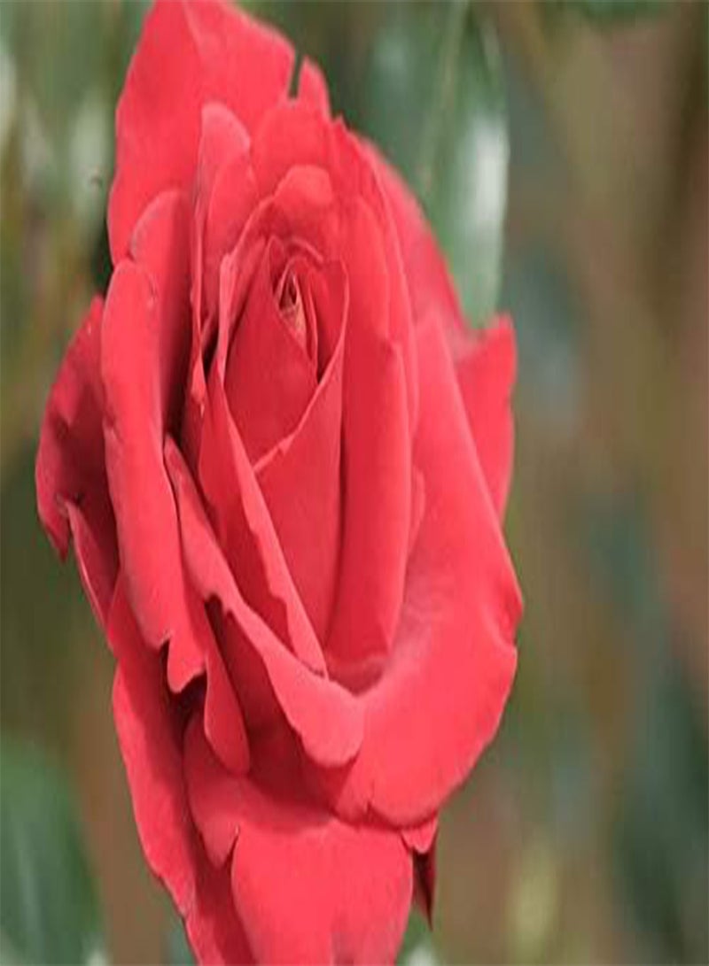GGOOT seeds Fresh 100 Pcs Rose Flowers seeds for Planting Red