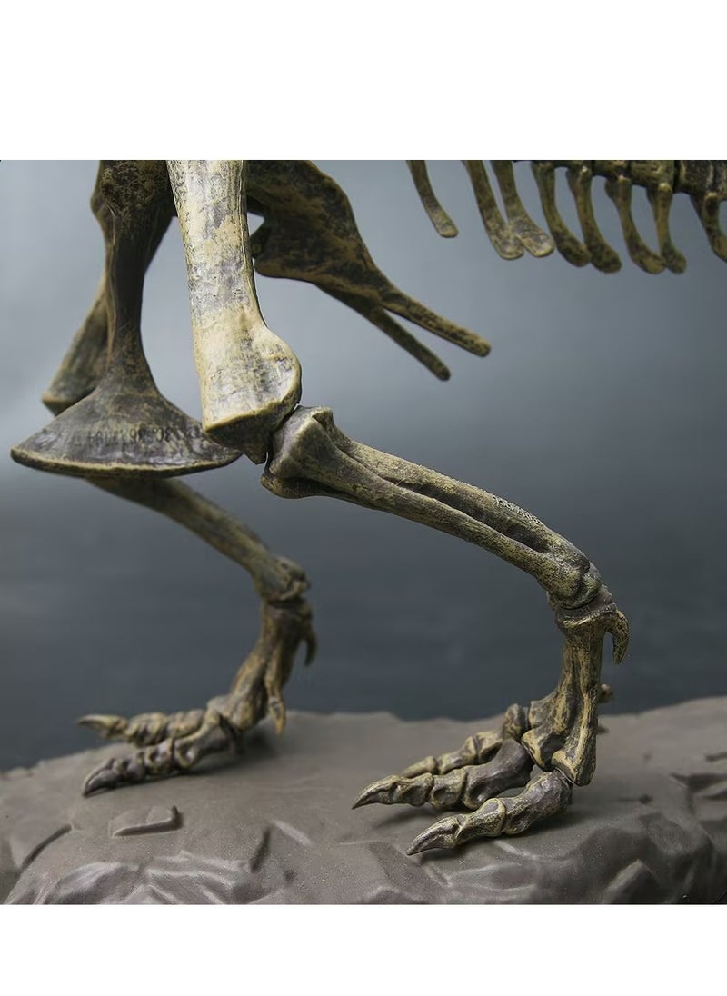 70*12*22CM Tyrannosaurus Rex Skeleton Fossil Toy Model, Large Dinosaur Assembly Pieces
