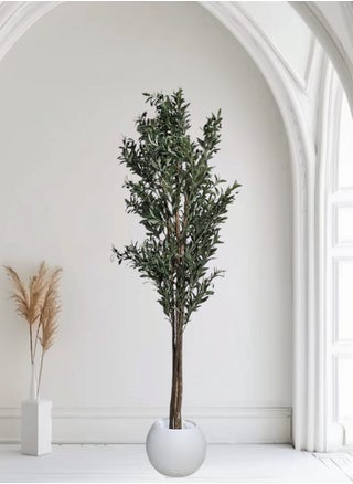 Fruitful olive tree with a large white pot with an attractive design, make your home more elegant, 210 cm - pzsku/Z2E5A07DD79CB8F9C298BZ/45/_/1731768459/d5e87ee4-23a0-4015-a102-7238a9ad6b45