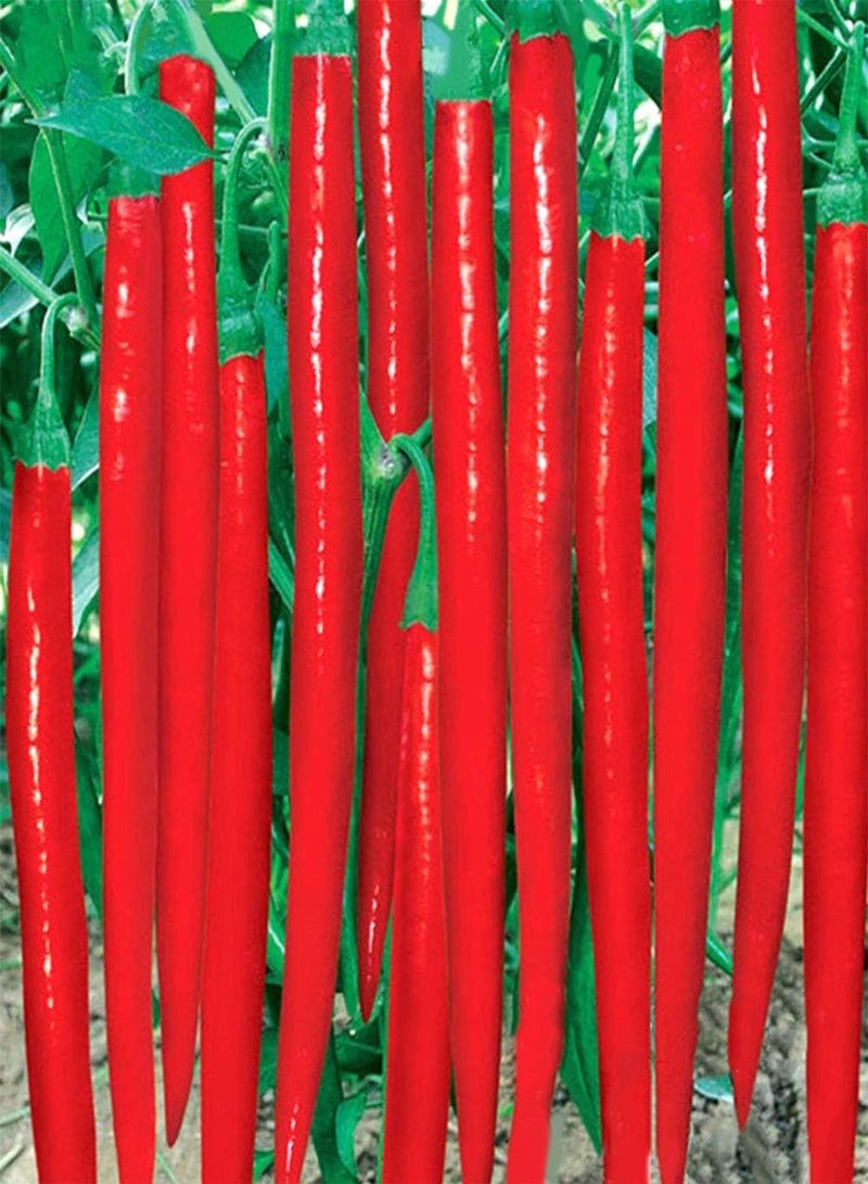 GGOOT Gaint Long Chili Red Pepper Seeds Healthy Vegetable for Home Garden 200Pcs/Bag