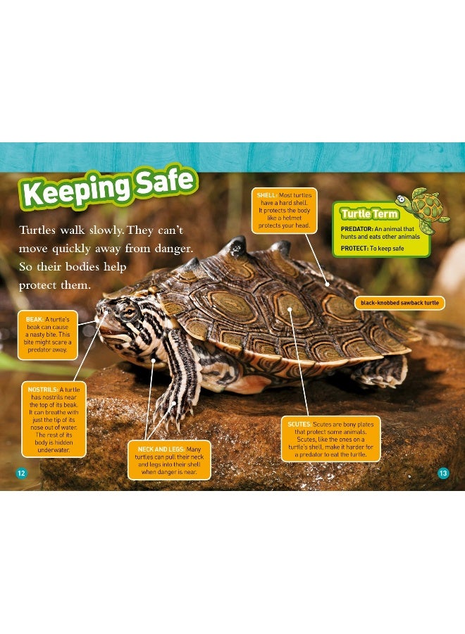 Turtles and Tortoises: Level 2 - Image 3