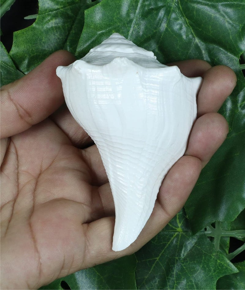 ASHIRWAD Dakshinavarti Original Shankh Valampuri Sangu Right Handed Lakshmi Shankh Conch Shell (3 inch) - Image 1