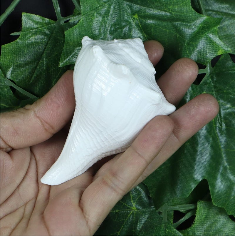 ASHIRWAD Dakshinavarti Original Shankh Valampuri Sangu Right Handed Lakshmi Shankh Conch Shell (3 inch) - Image 4