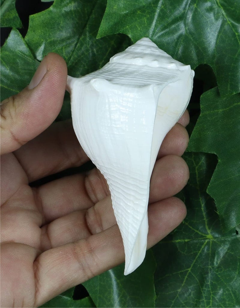 ASHIRWAD Dakshinavarti Original Shankh Valampuri Sangu Right Handed Lakshmi Shankh Conch Shell (3 inch) - Image 5