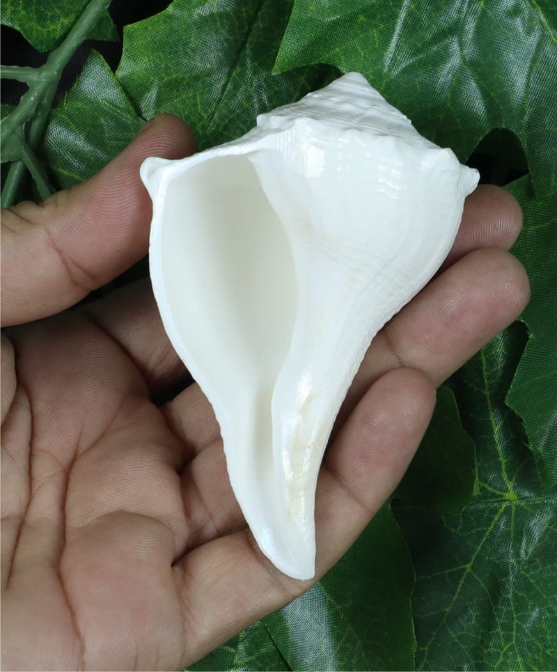 ASHIRWAD Dakshinavarti Original Shankh Valampuri Sangu Right Handed Lakshmi Shankh Conch Shell (3 inch) - Image 3