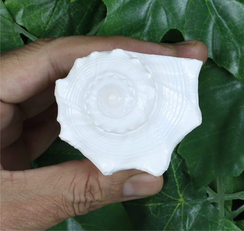 ASHIRWAD Dakshinavarti Original Shankh Valampuri Sangu Right Handed Lakshmi Shankh Conch Shell (3 inch) - Image 2