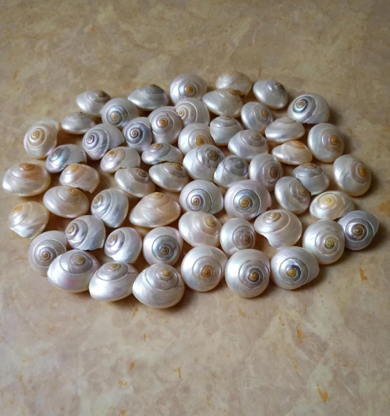 JUNERUSH Mini Small Artificial Sea Shells for Crafting Spiral Shells Charms for Home Decorations Candle Decor DIY Fish Tank and Beach Vase Filler (100, Grams) - Image 3
