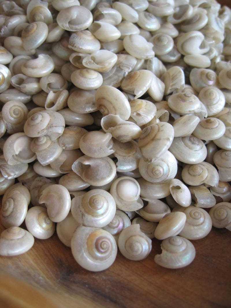 JUNERUSH Mini Small Artificial Sea Shells for Crafting Spiral Shells Charms for Home Decorations Candle Decor DIY Fish Tank and Beach Vase Filler (100, Grams) - Image 2