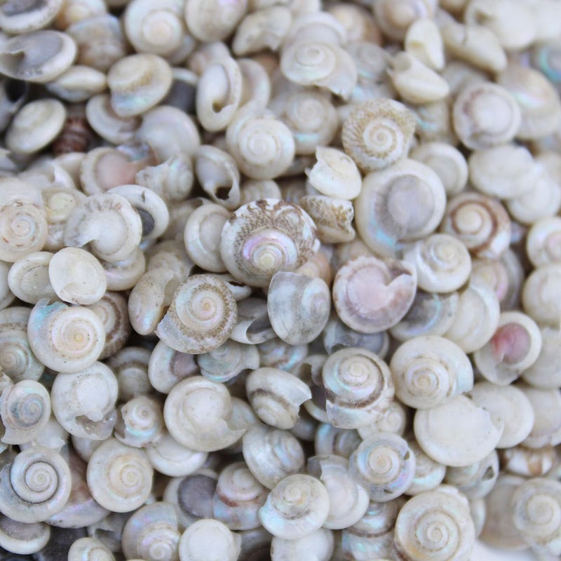 JUNERUSH Mini Small Artificial Sea Shells for Crafting Spiral Shells Charms for Home Decorations Candle Decor DIY Fish Tank and Beach Vase Filler (100, Grams) - Image 1