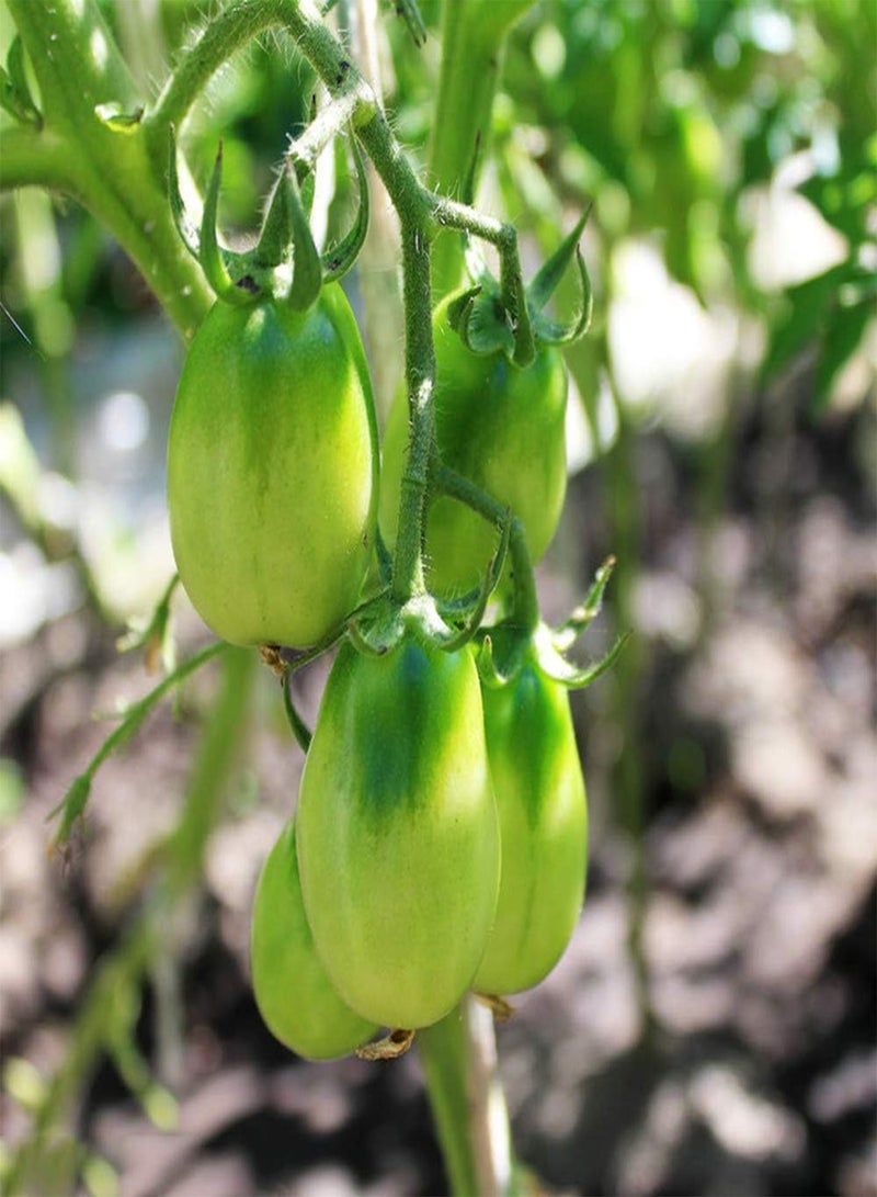 GGOOT 100Pcs Tomato Seeds Green Oval Unique Varieties of Vegetables Decorative Crops Autumn Harvest High Yield Heirloom Seed Popular with Gardeners