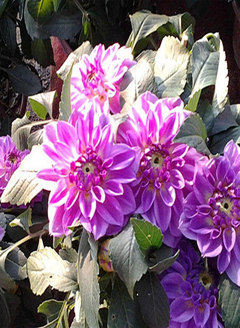 GGOOT Green Garden Flower Plants-50Pcs/1 Pack Pompon Flower Seeds Bonsai Planting Home Garden Yard DIY Decor - Image 5