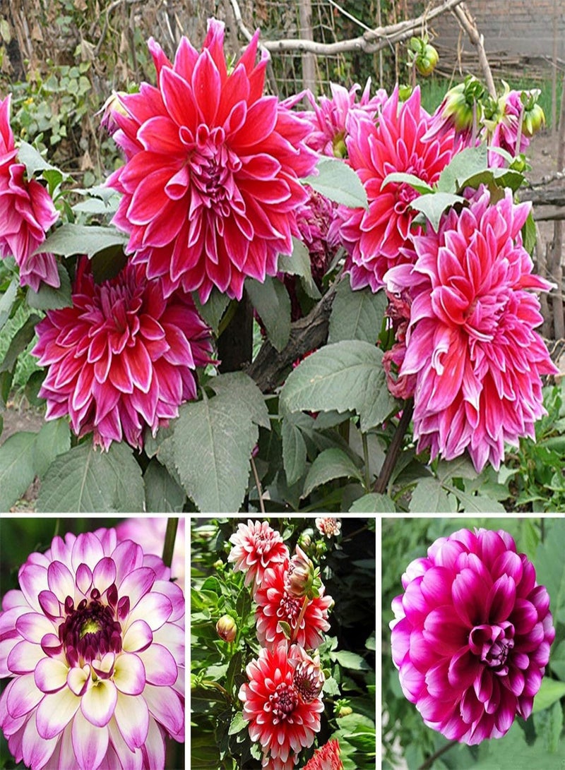 GGOOT Green Garden Flower Plants-50Pcs/1 Pack Pompon Flower Seeds Bonsai Planting Home Garden Yard DIY Decor - Image 1