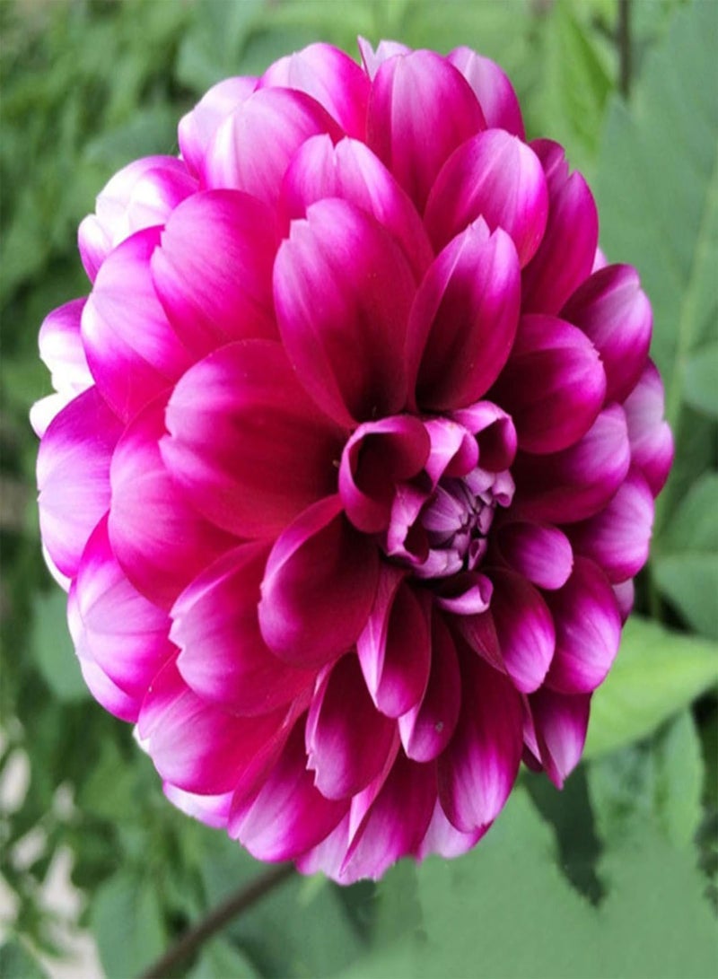 GGOOT Green Garden Flower Plants-50Pcs/1 Pack Pompon Flower Seeds Bonsai Planting Home Garden Yard DIY Decor - Image 3