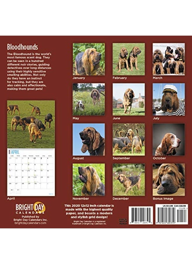 BLOODHOUNDS WALL CALENDAR 2020  - Image 2