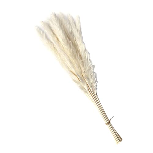CALANDIS Dried Pampas Grass Bunch Bouquet Phragmites Reed Flower White 15Pcs | Dried Flowers | 1 Bag Natural Dried Pampas Grass - Image 3