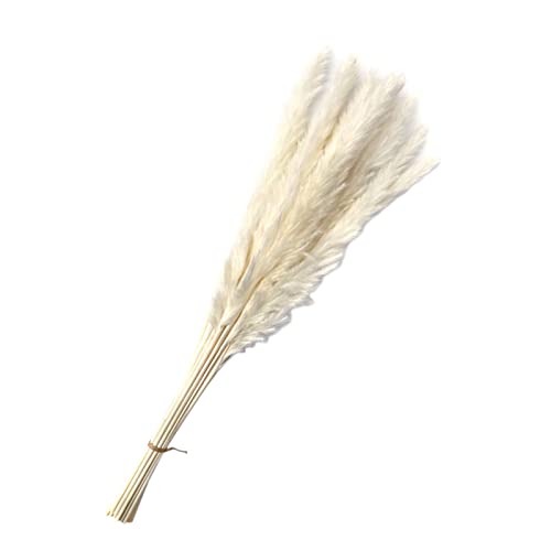 CALANDIS Dried Pampas Grass Bunch Bouquet Phragmites Reed Flower White 15Pcs | Dried Flowers | 1 Bag Natural Dried Pampas Grass - Image 2