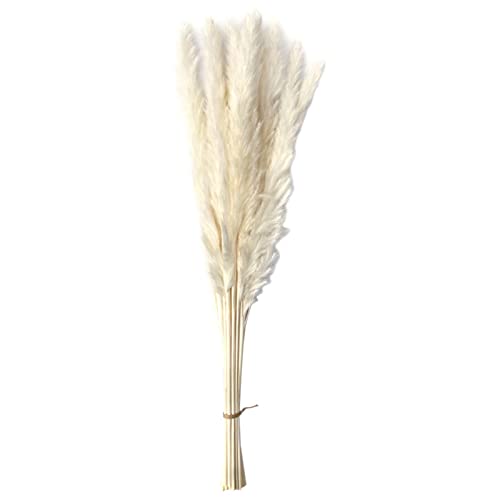 CALANDIS Dried Pampas Grass Bunch Bouquet Phragmites Reed Flower White 15Pcs | Dried Flowers | 1 Bag Natural Dried Pampas Grass - Image 4