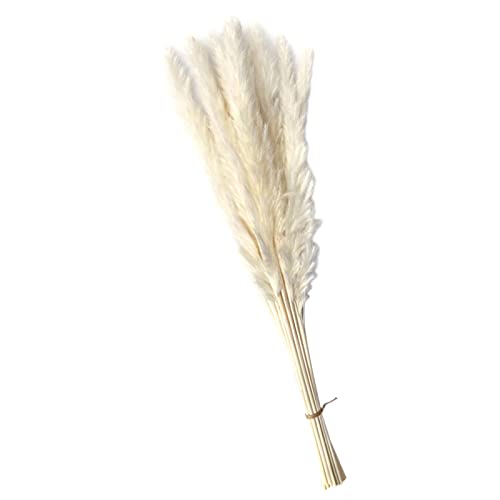 CALANDIS Dried Pampas Grass Bunch Bouquet Phragmites Reed Flower White 15Pcs | Dried Flowers | 1 Bag Natural Dried Pampas Grass - Image 1