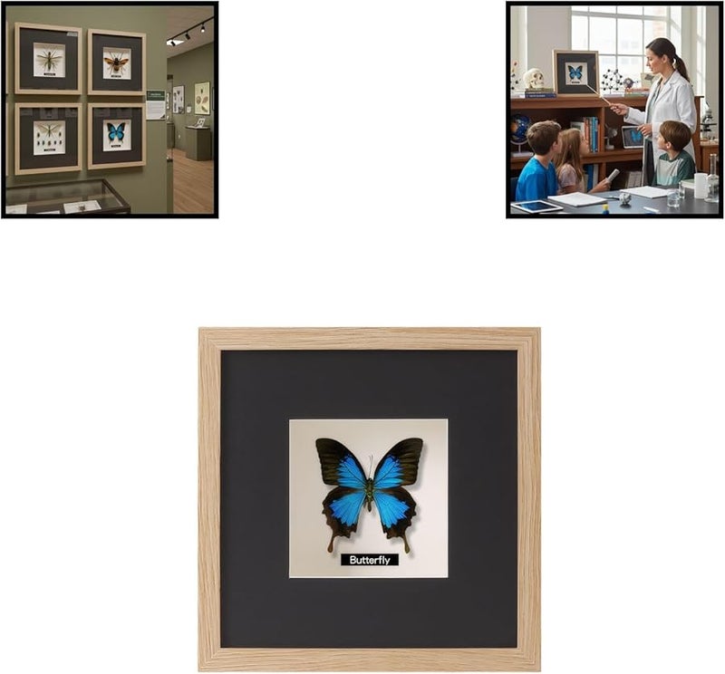 حافظة عرض فراشات بلون الخشب الأصلي مقاس 5.98 × 7.99 بوصة لتزيين منزل هواة الجمع والمكاتب - Image 5