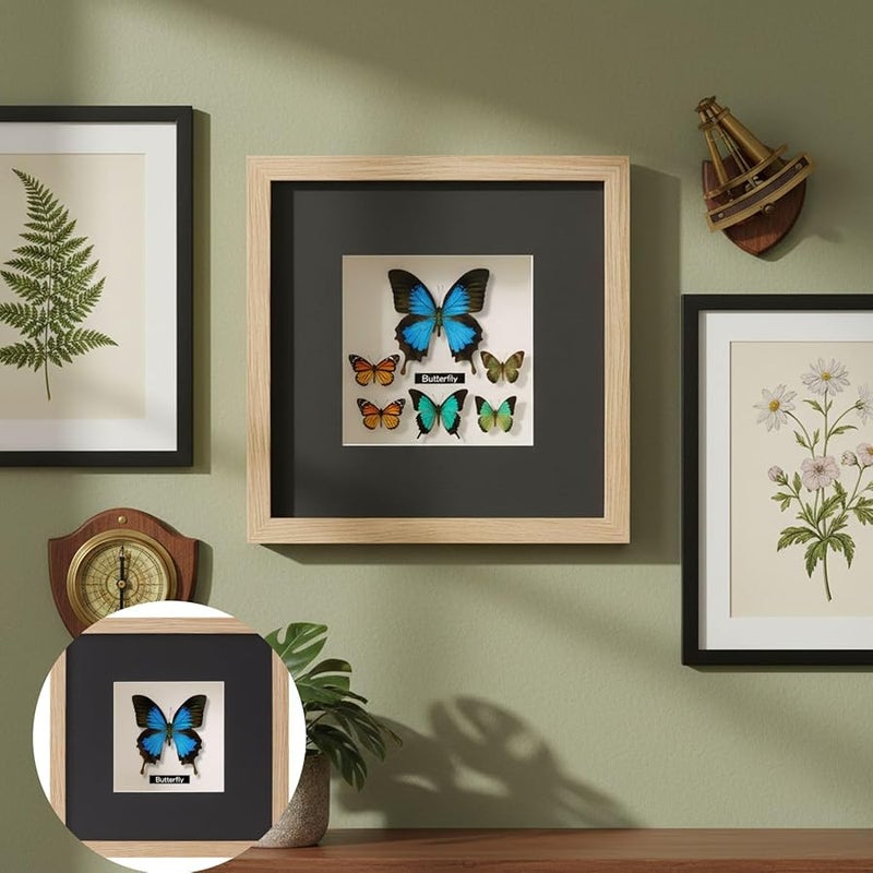 حافظة عرض فراشات بلون الخشب الأصلي مقاس 5.98 × 7.99 بوصة لتزيين منزل هواة الجمع والمكاتب - Image 3