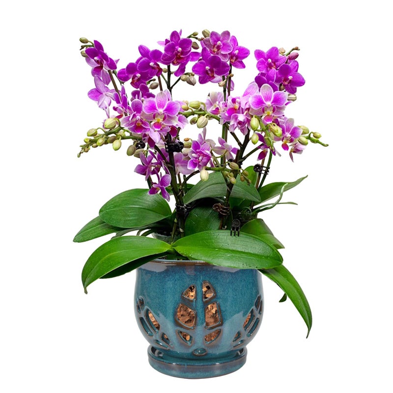 w w W&W Orchid Pot with Holes and Saucer for Repotting, Teal, 6.5" - Image 1