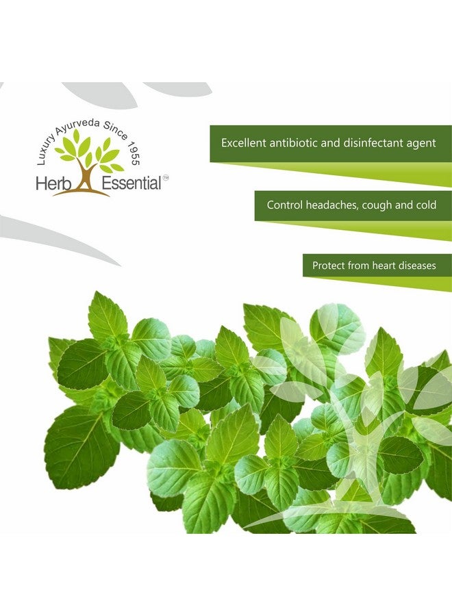 Herb Essential مسحوق تولسي النقي الأساسي من الأعشاب، 50 جرام - Image 4