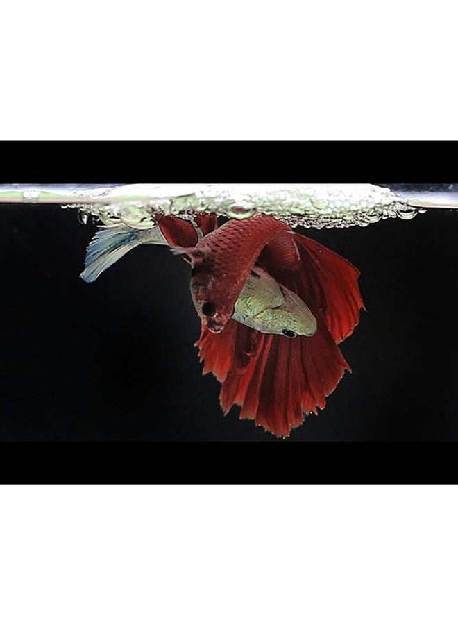 Betta Daily Nutrition Enhance Color and Growth Fast Formula - 20g - Image 5