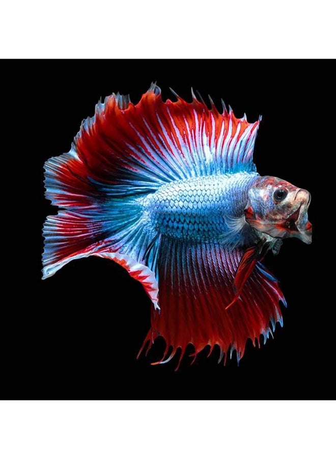 Betta Daily Nutrition Enhance Color and Growth Fast Formula - 20g - Image 2