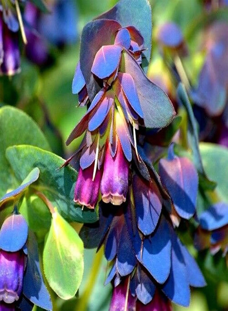 جي جوت 20 قطعة من بذور نبات Cerinthe Major Purpurascens، بذور نباتات حديقة سنوية قوية مزهرة باللونين الأرجواني والأزرق - Image 1