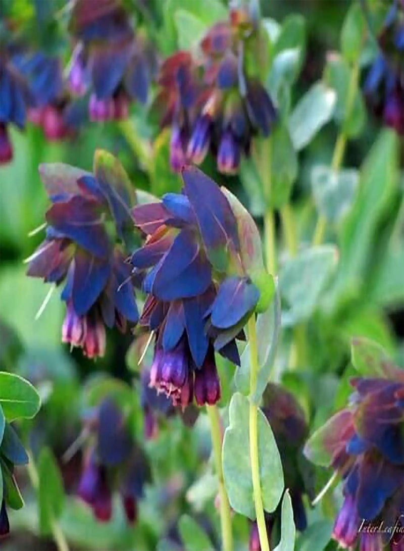 جي جوت 20 قطعة من بذور نبات Cerinthe Major Purpurascens، بذور نباتات حديقة سنوية قوية مزهرة باللونين الأرجواني والأزرق - Image 2