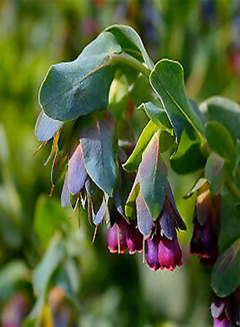 جي جوت 20 قطعة من بذور نبات Cerinthe Major Purpurascens، بذور نباتات حديقة سنوية قوية مزهرة باللونين الأرجواني والأزرق - Image 4