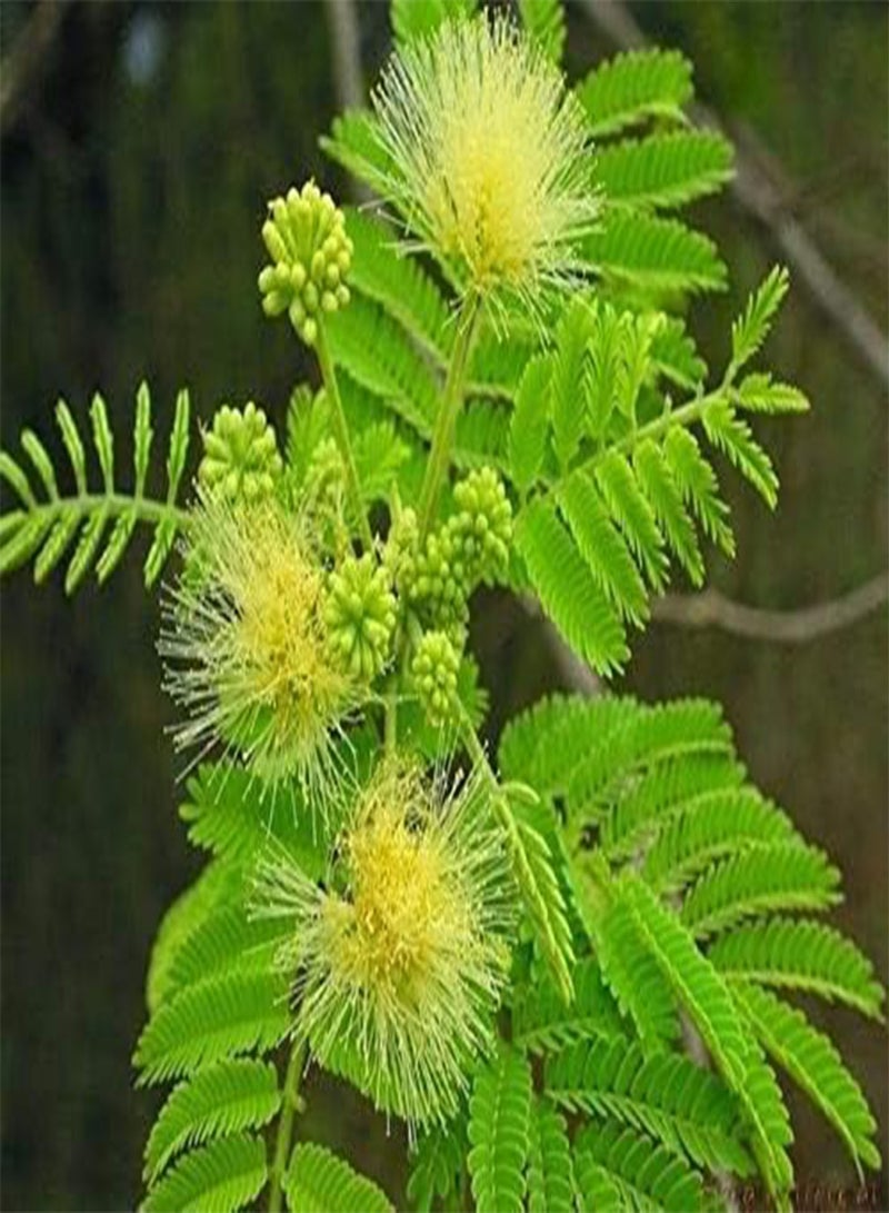 GGOOT 25 Albizia Amara Krishna Siris Oil Cake Tree Arappu Tree seeds.