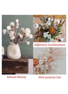 KASTWAVE Large Heads Dried White Daisy Flowers -Real Dried Silver Daisy Chamomile Flower Bundle for Vase Home Wedding Boho Office Decor, Dried Daisies, Home Furnishing, DIY Arrangement, 1 Bunch/40-50 Heads  - Image 3