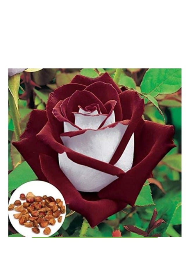 100 PCS Rose Seed For Balcony Garden Planting White Red Rose Seeds - Image 1