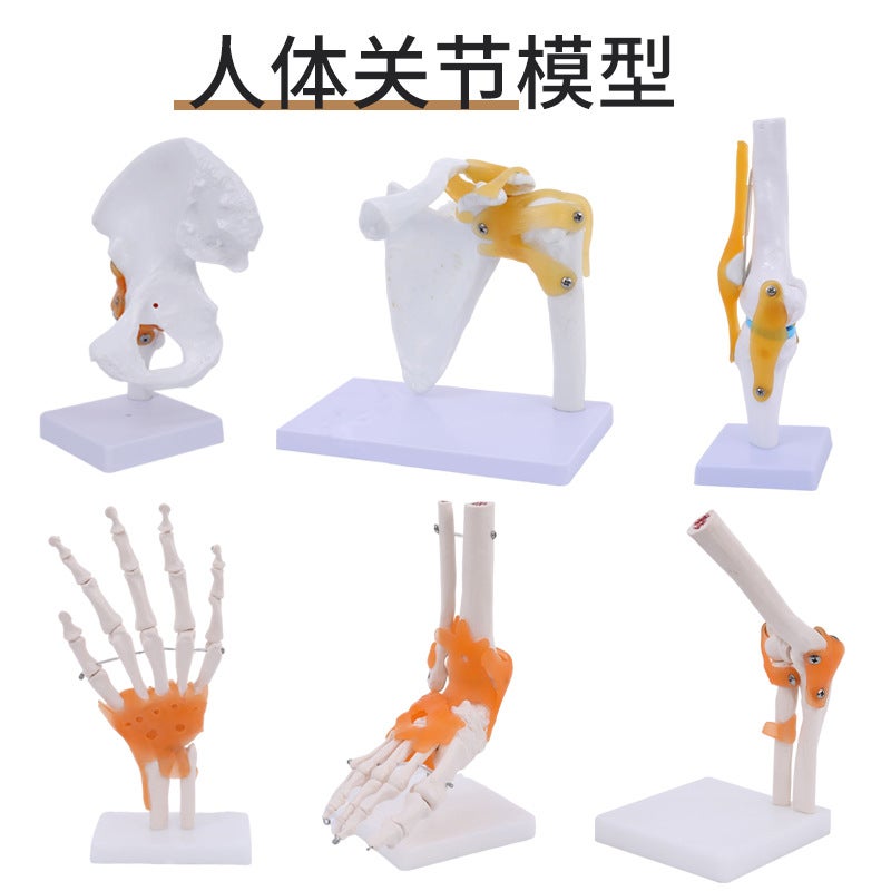 Generic Human Anatomy Joint Model with Ligaments Six-piece functional ...