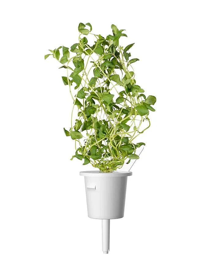 Click & Grow Click & Grow Marjoram