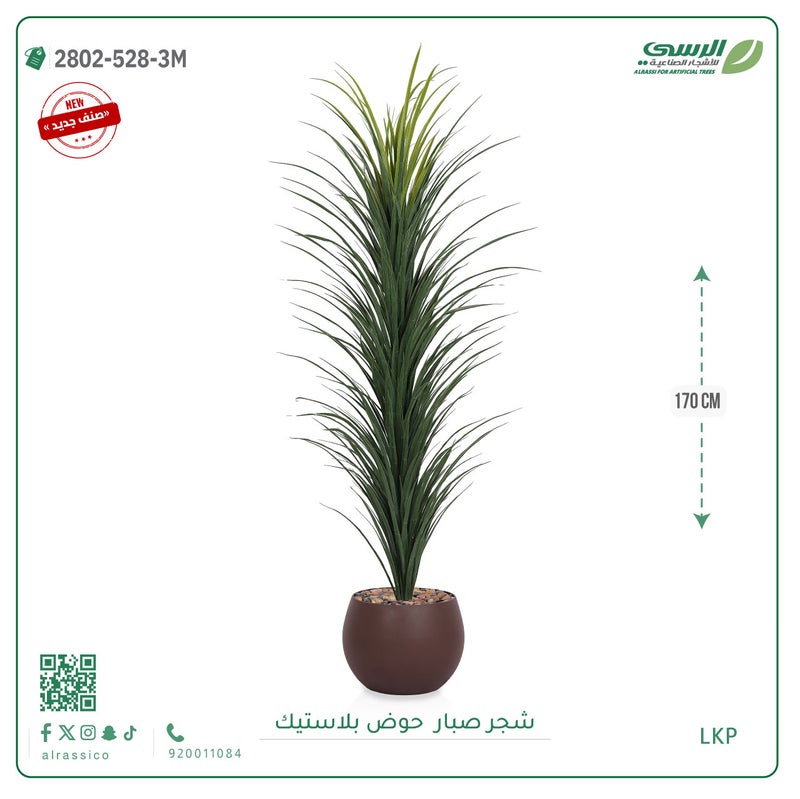 Alrassi seedling in round plastic pot 170 cm - Image 4