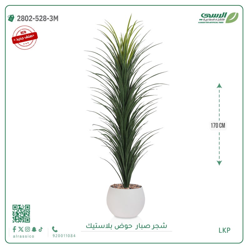 Alrassi seedling in round plastic pot 170 cm - Image 5