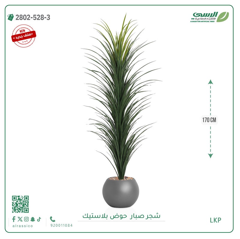 Alrassi seedling in round plastic pot 170 cm - Image 2