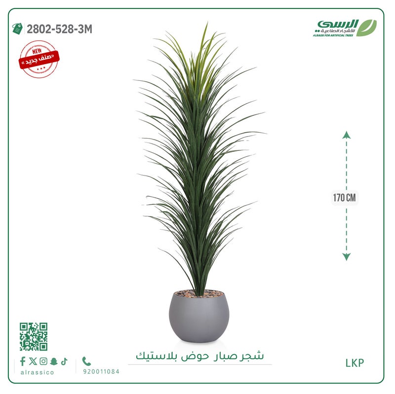 Alrassi seedling in round plastic pot 170 cm - Image 1