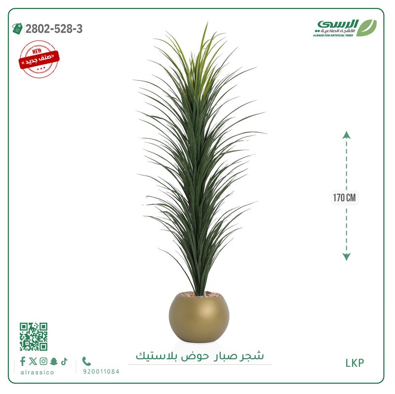 Alrassi seedling in round plastic pot 170 cm - Image 3