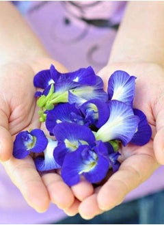 Tealand Blue Herbal Natural Butterfly Pea Flower Tea 80g  - Image 5