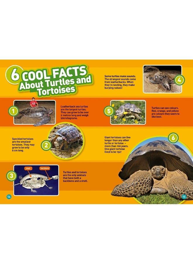 null - Turtles and Tortoises: Level 2 - Image 1