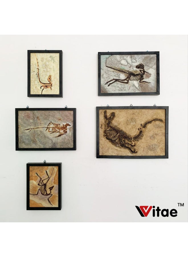 Vitae Is Its Jurassic Dinosaur Tyrannosaurus Rex Bone Fossil Board Set Table Photo Frame Home Decorations-Color:Archaeopteryx  - Image 2