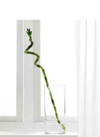 cactus opuntia santa rita Opuntia violacea main image 0